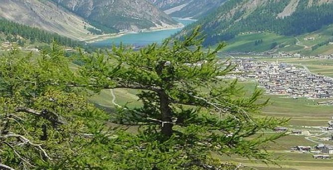 Summer Gallery, Livigno