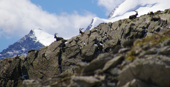 Summer Gallery, Livigno